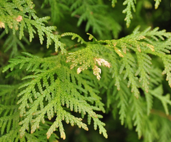 Thuja occidentalis 'Snow tip'