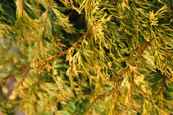 Thuja Plicata 'Doone Valley'