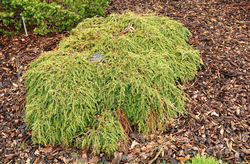 Tsuga Canadensis 'Cole's Prostrate'