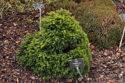 Tsuga Canadensis 'Horsford'