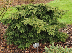 Tsuga canadensis 'Popeleski'