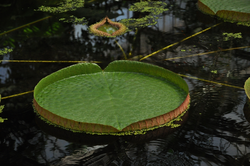 Victoria amazonica