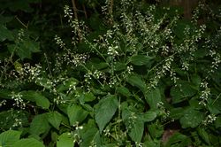 Groot Heksenkruid - Circaea lutetiana bloei