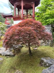 acer klantfoto esdoorn japans