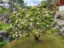 Magnolia in bloei - schitterende in vrijwel iedere tuin