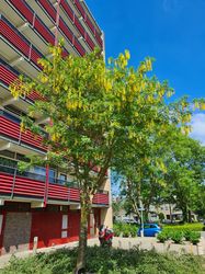 Bastard yellow rain tree - schöner Trauerbaum mit besonderen Blüten