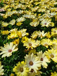 Spaanse margriet - Osteospermum Geel