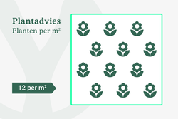 6 tot 19 planten per m2