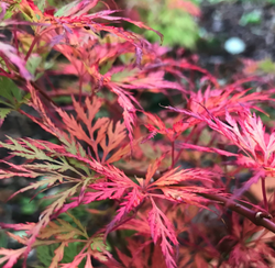 Acer palmatum 'Emerald Lace' bladkleur herfst