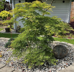 Acer palmatum 'Emerald Lace' struikvorm klantfoto