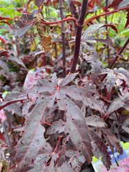 Blad Acer palmatum 'Bloodgood'