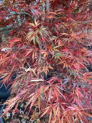Japanischer Ahorn - Acer palmatum 'Inaba-shidare' im Herbst