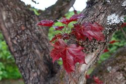 Rotblättriger Spitzahorn - Acer platanoides 'Royal Red'