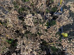 Achillea millefolium 'Apple Blossom' (Foto November)