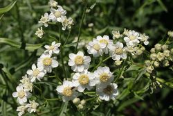 Wilder Bertram - Achillea ptarmica in voller Blüte