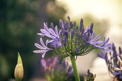 Afrikaanse lelie - Agapanthus 'Dr Brouwer'