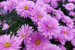 Alpenaster - Aster alpinus