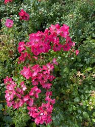 Alpenroos - Rosa pendulina rozenstruik