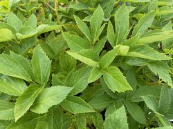 Blad Engelwortel - Angelica gigas