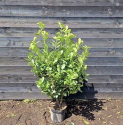 Groene haagplant - Portugese laurier prunus 'Ani' 100-120cm