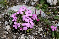 Anjer - Dianthus microlepis