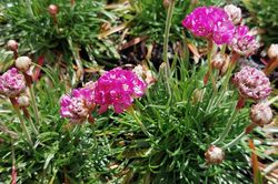 Blumen Englisches Gras - Armeria maritima 'Rosea'