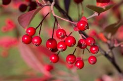 Appelbes - Aronia arbutifolia 'Brilliant'