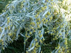 Artemisia-absinthium.jpg