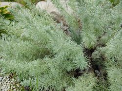 Decoratief blad Alsem - Artemisia schmidtiana 'Nana'