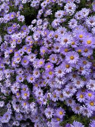 Herfstaster - Aster x frikartii 'Mönch' in bloei