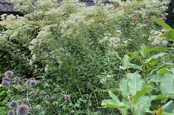 Aster umbellatus