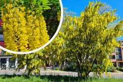 Bastaard Goudenregen Laburnum x watereri 'Vossii'