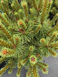 Latschenkiefer - Pinus mugo 'Columbo'