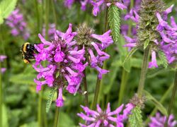 Betonie - Stachys officinalis trekt bijen, hommels als vlinders aan