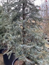 Blauwe Ceder - Cedrus libani 'Glauca'