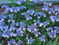 schermbloem hortensia blauw