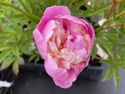 Pioenroos - Paeonia 'Raspberry Sundae' in bloei