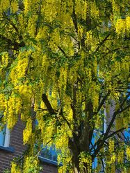 Baum mit gelben Blütentrauben