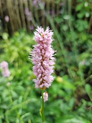 Persicaria bloei