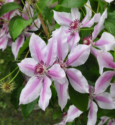 Waldrebe - Clematis 'Nelly Moser