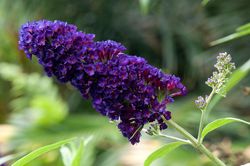Violett blühender Schmetterlingsstrauch - Buddleja davidii 'Black Knight'