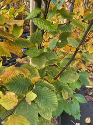 Kant en klare Haagbeuk haag - Carpinus betulus 'Stegemanns Primus