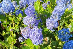 Amerikaanse sering - Ceanothus impressus 'Victoria'