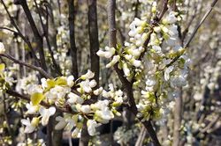 Chinese Judasboom - Cercis Chinensis 'Shirobana' bloei