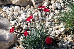 Steinnelkensorte mit roter Blütenfarbe - Dianthus gratianopolitanus 'Badenia'