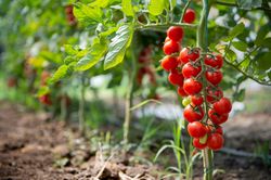 Kirschtomate - Solanum lycopersicum