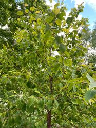 Chinese berk - Betula costata