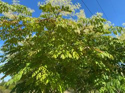 Detail Chinese duivelswandelstok - Aralia chinensis