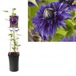 Bosrank - Clematis 'Multi Blue'