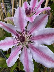 Waldrebe - Clematis 'Nelly Moser' in voller Blüte